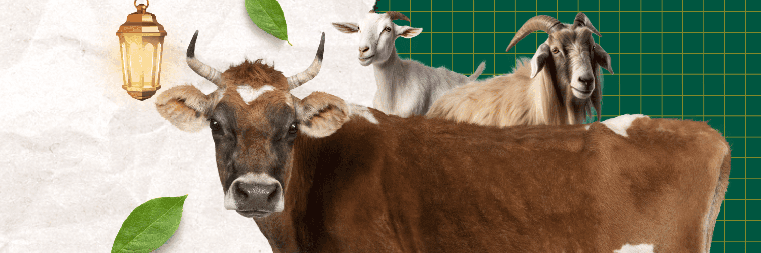 Kurban Terbaik, Wujud Nyata Kepedulian di Hari Raya